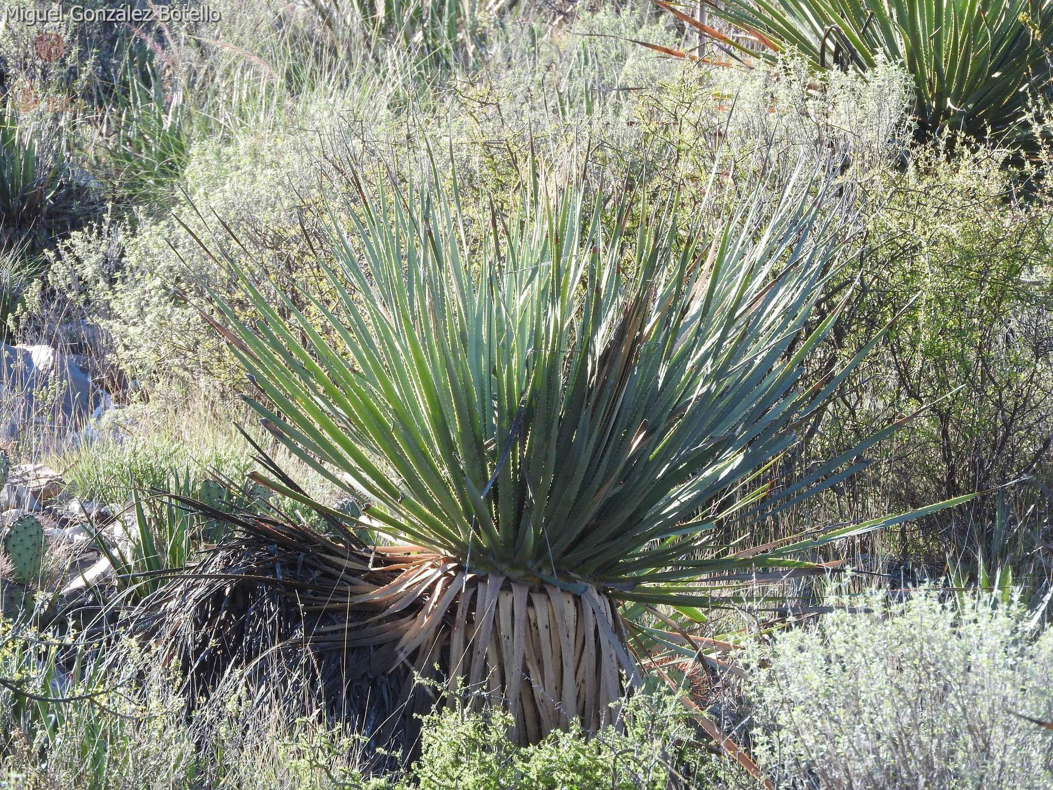 Dasylirion cedrosanum